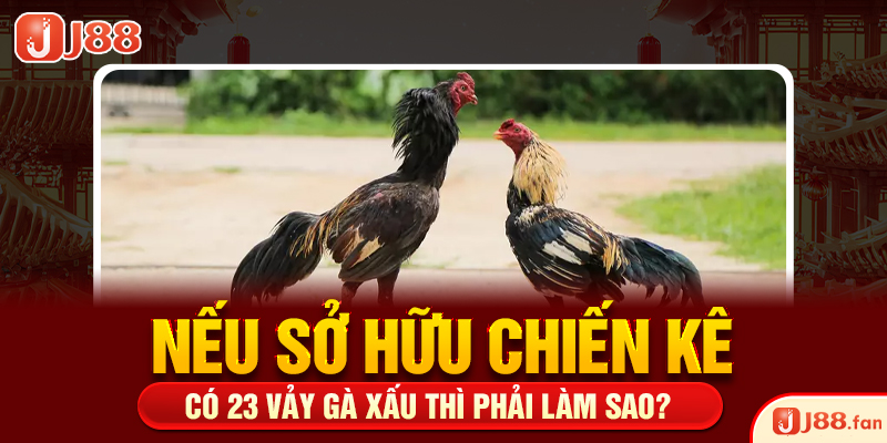 23 Vảy Gà Xấu Khiến Nhiều Kê Thủ Phải Lắc Đầu Bỏ Qua 6 Nếu sở hữu chiến kê có 23 vảy gà xấu thì phải làm sao?